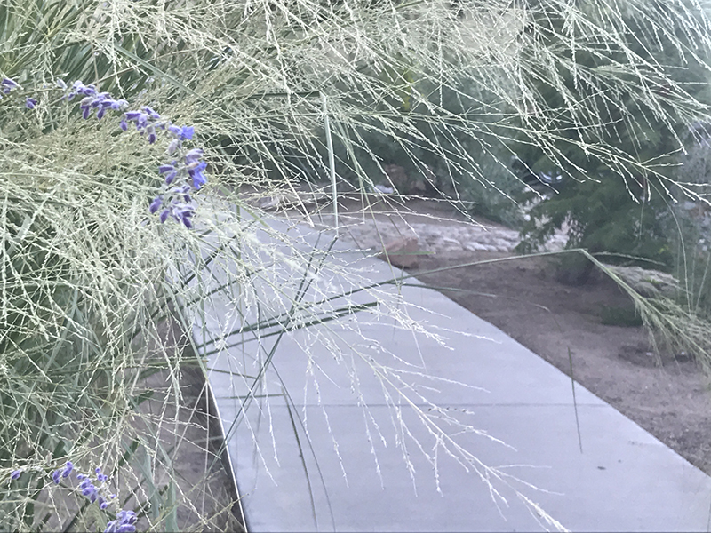salvia and grass for web