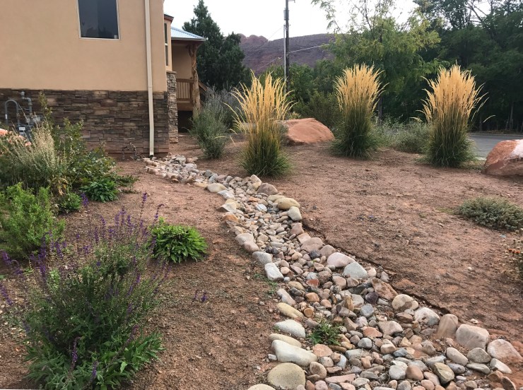 web drain grasses salvia