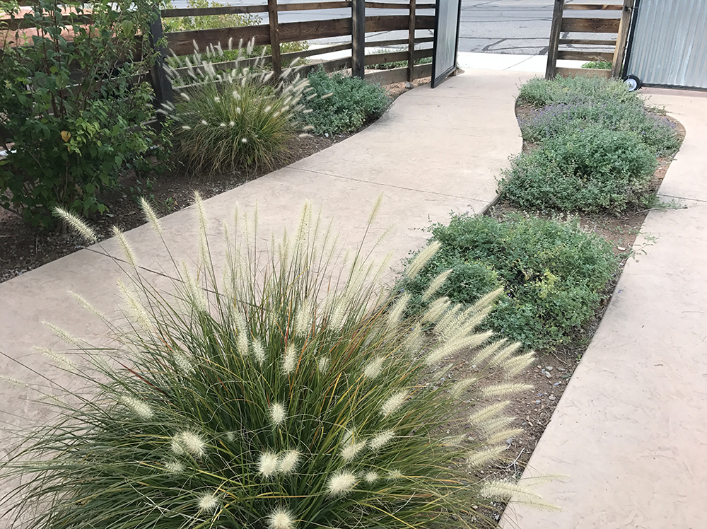 web grass path fence residence