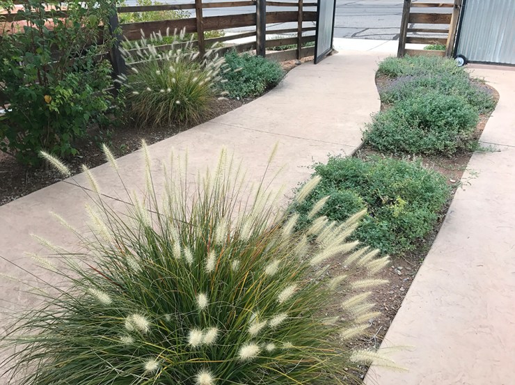 web grass path fence residence