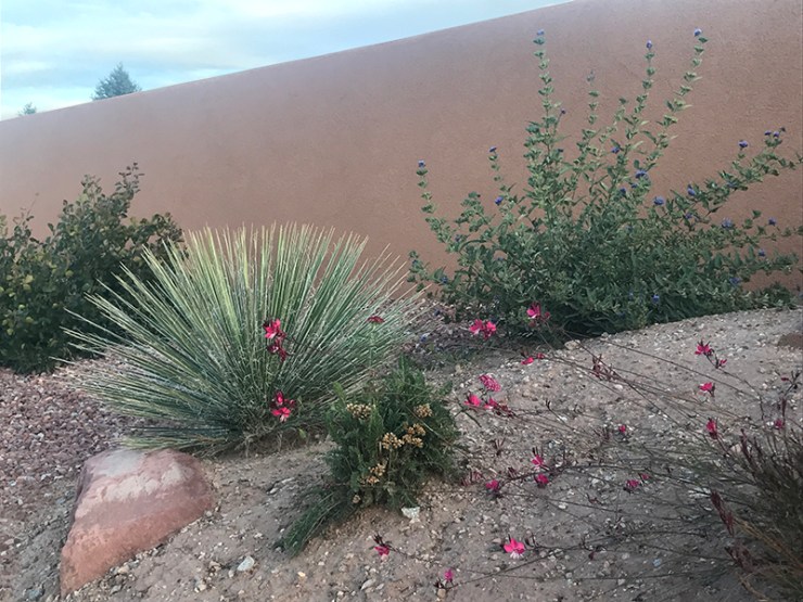 yucca and salvia web